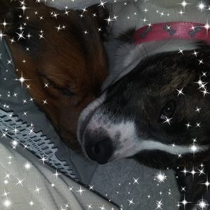 Meet your Posher, Jessie